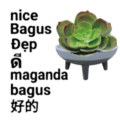 SEA SoutheastAsia language  succulents 2