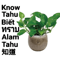 SEA SoutheastAsia language succulents 1