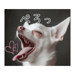 Move! White Chihuahua daily stamp!