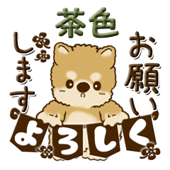 Shiba-inu (Brown type)