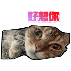 萌萌k