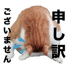 kochibi_20240813214528