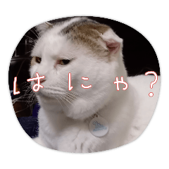kayo_20240813225914