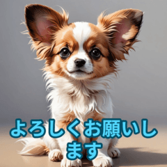 Cute Papillon, Papi's Daily Life