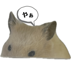 きんくまのくぅちゃん1