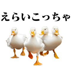 very funny ducks with KANSAIBEN