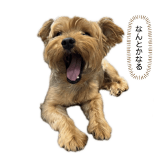 Yorkshire Terrier Futa Sticker 7