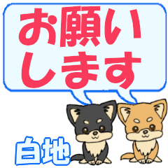 Shiroji's letters Chihuahua2