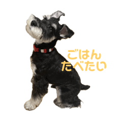 LEO_miniature schnauzer