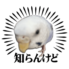 strawberry_20240815154801