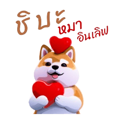 Shiba Dog In love