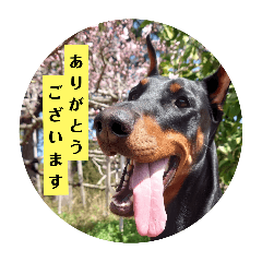 I'm Alexandera DOBERMAN Japanese