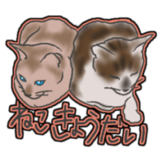 RINKAI the cats