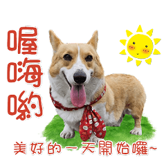 Im Welsh Corgi sweet potato