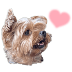 Yorkshire Terrier Futa Sticker9