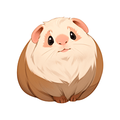 Kabu (cute guinea pig)daily life