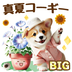 [BIG] Midsummer corgi