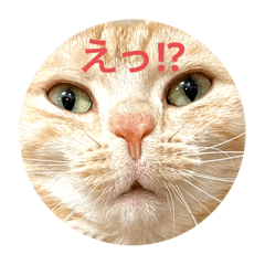 tori_20240815192259
