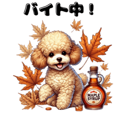 Toy poodle Maple's happy days