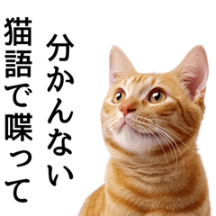 Cute cat's harsh words and provocations