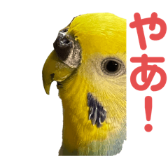 Haruhata_20240815220732