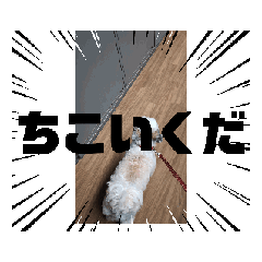 Puku_20240816105844
