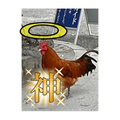 Chicken_20240815153033