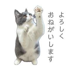 spam-bell_20240816191809
