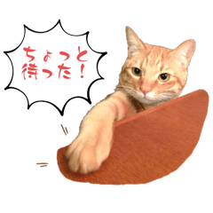 Bonpopo_20240816175040