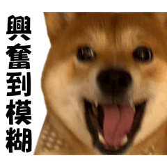 Shiba 柴犬小葵の日常表情