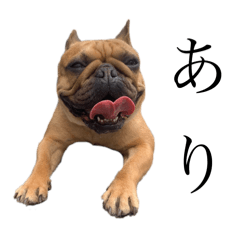 French Bulldog Gigi Coco Kanoa 2