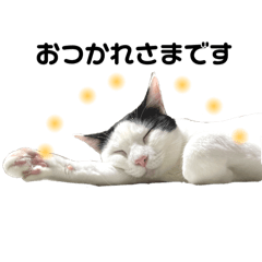 ねこに癒される日々