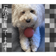 lisako_20240817085456