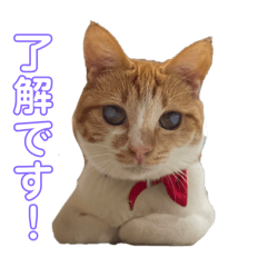tsukapon_20240817020136