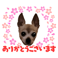 dog&chiwawa