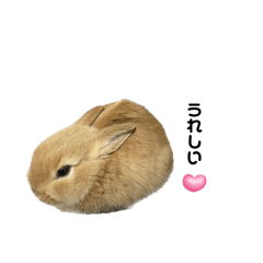 Rabbit_20240816172416