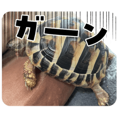 cute turtle_20240816224340