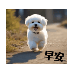 Yuanbao bichon life