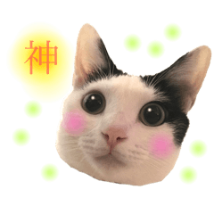 ねこに癒される日