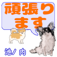 Ikenouchi's letters Chihuahua