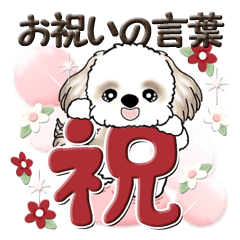 Shih Tzu (words of congratulations)