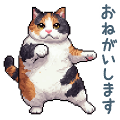 polite greeting calico cat