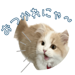 短足猫　ミントくん①日常使い