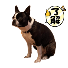 Poirot the Boston Terrier