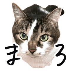 毎日使える♩猫まろの日常