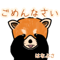 Hanabusa's lesser panda