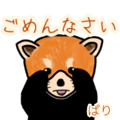 Pari's lesser panda