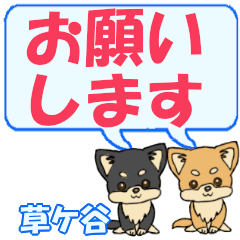 Kusagaya's letters Chihuahua2