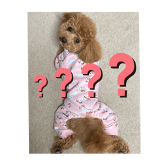 chakochan_20240818092408