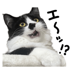 猫のテンサイちゃんスタンプ